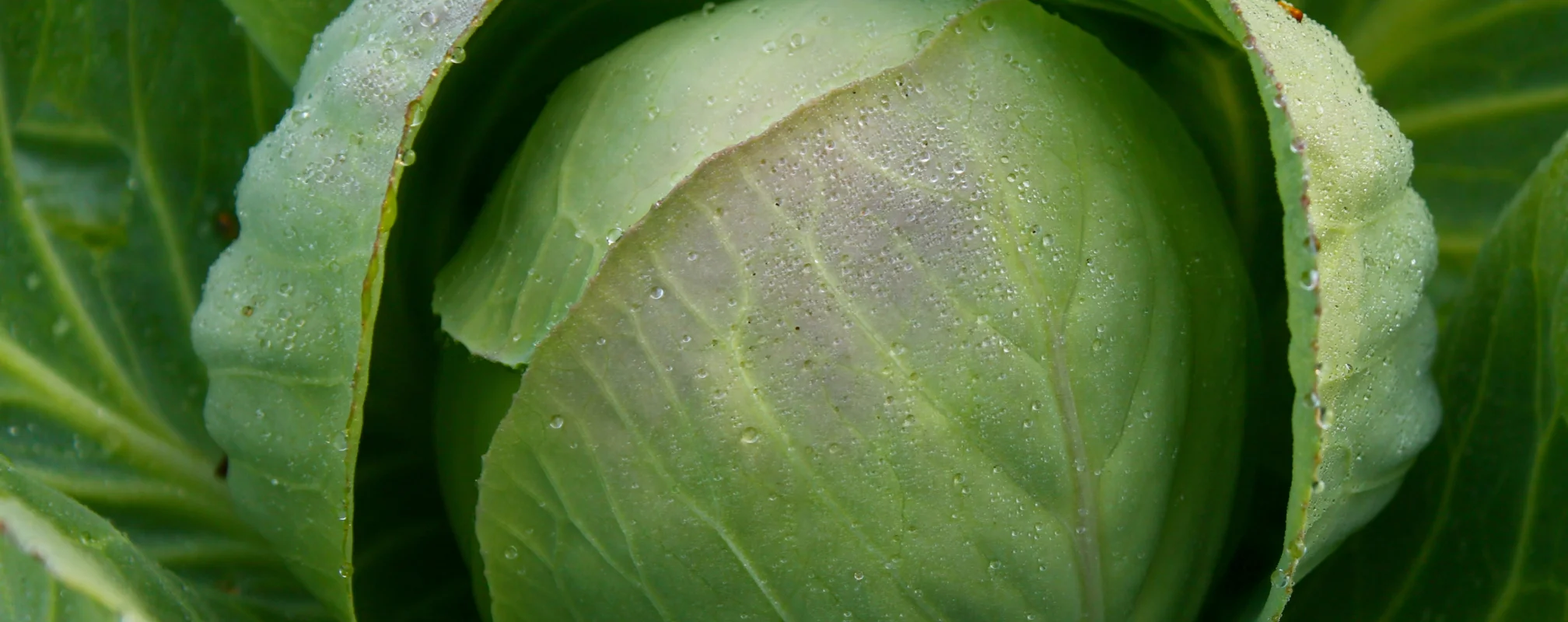 Cabbage
