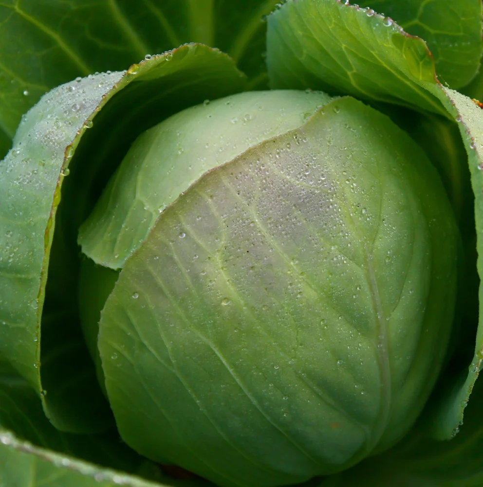 Cabbage