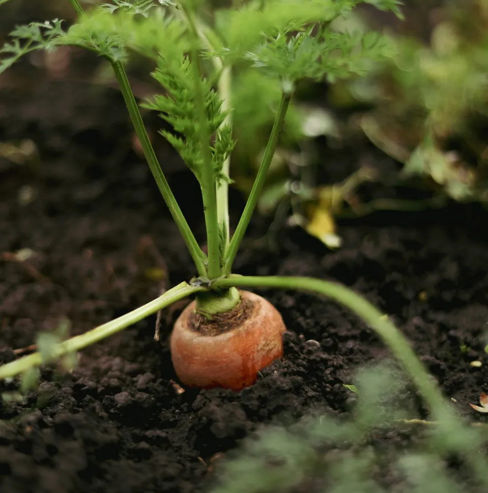 Carrot