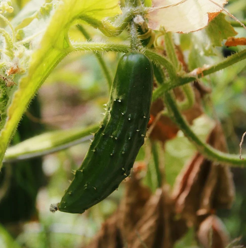 Cucumber