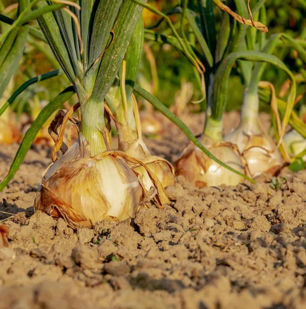 Onion