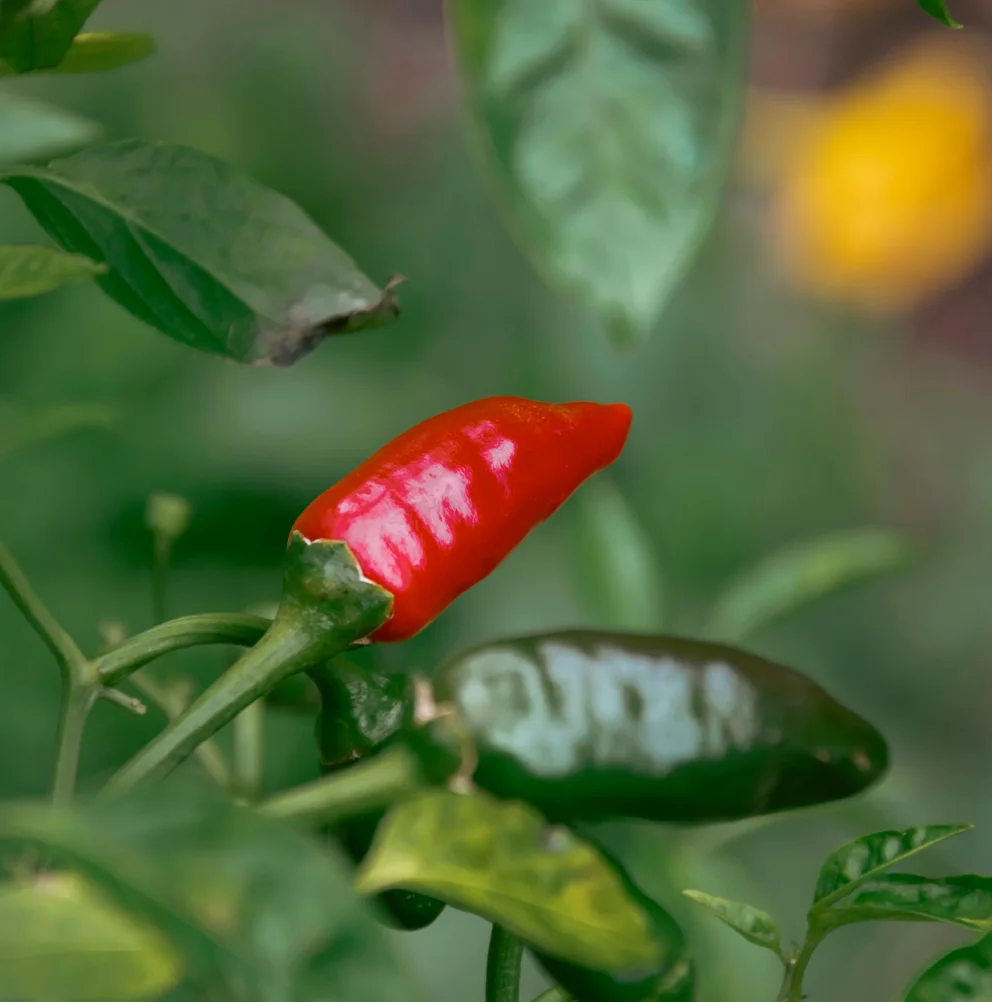 Pepper