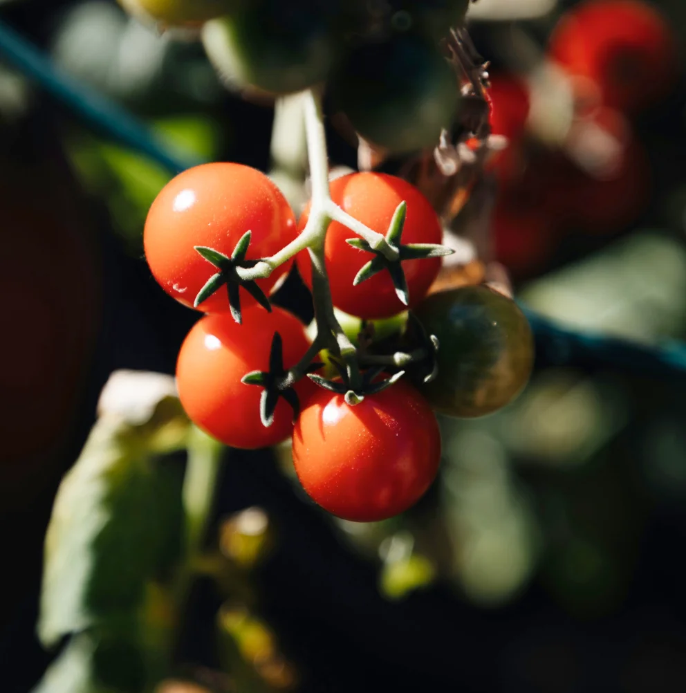 Tomato