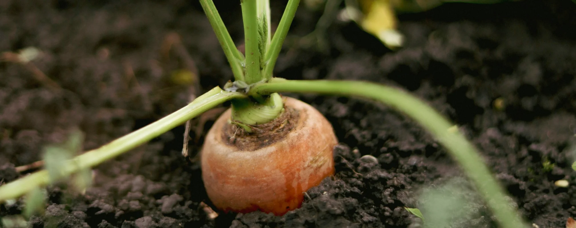 Carrot