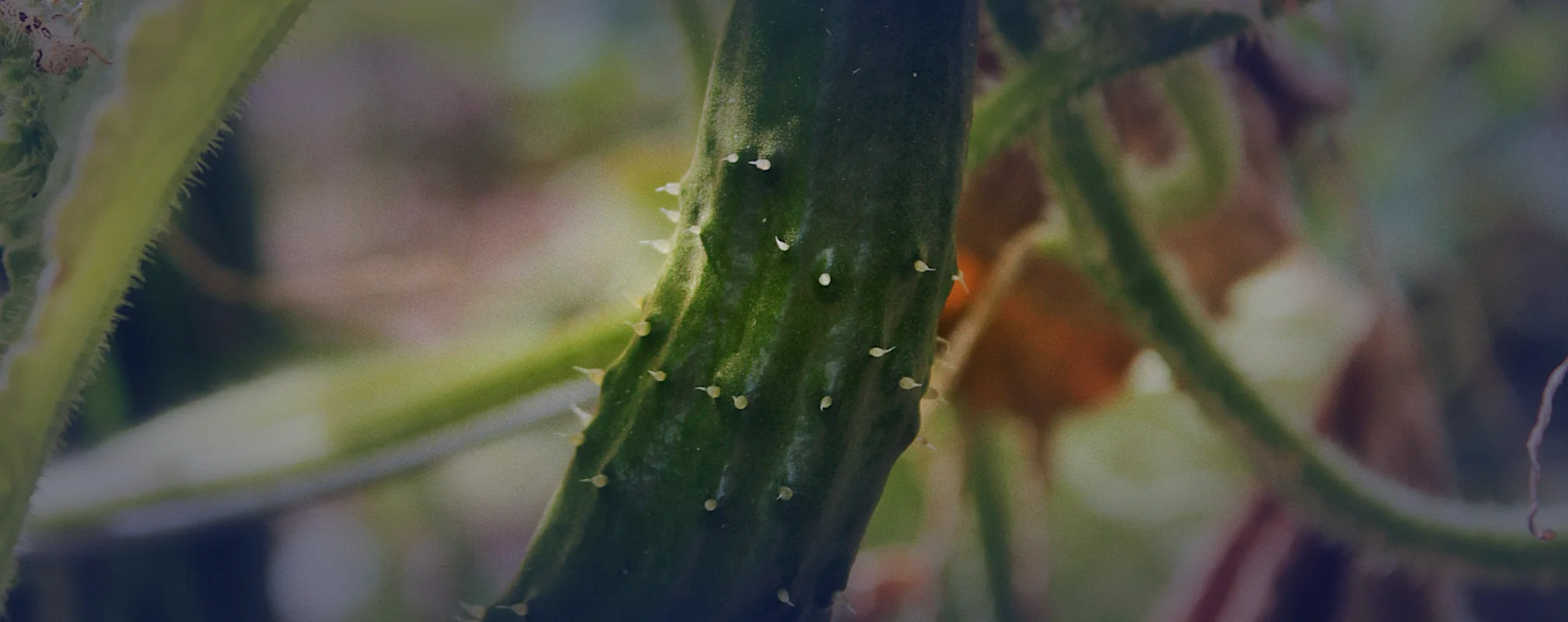 Cucumber