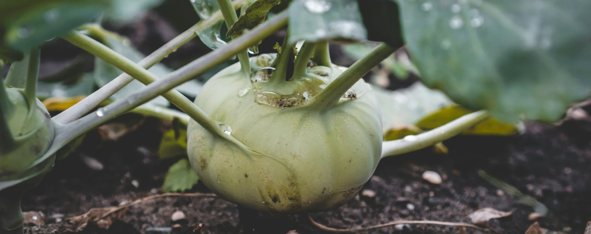 Kohlrabi