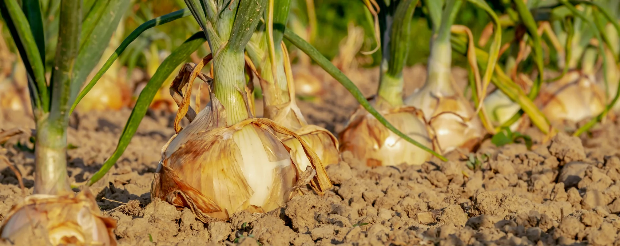 Onion