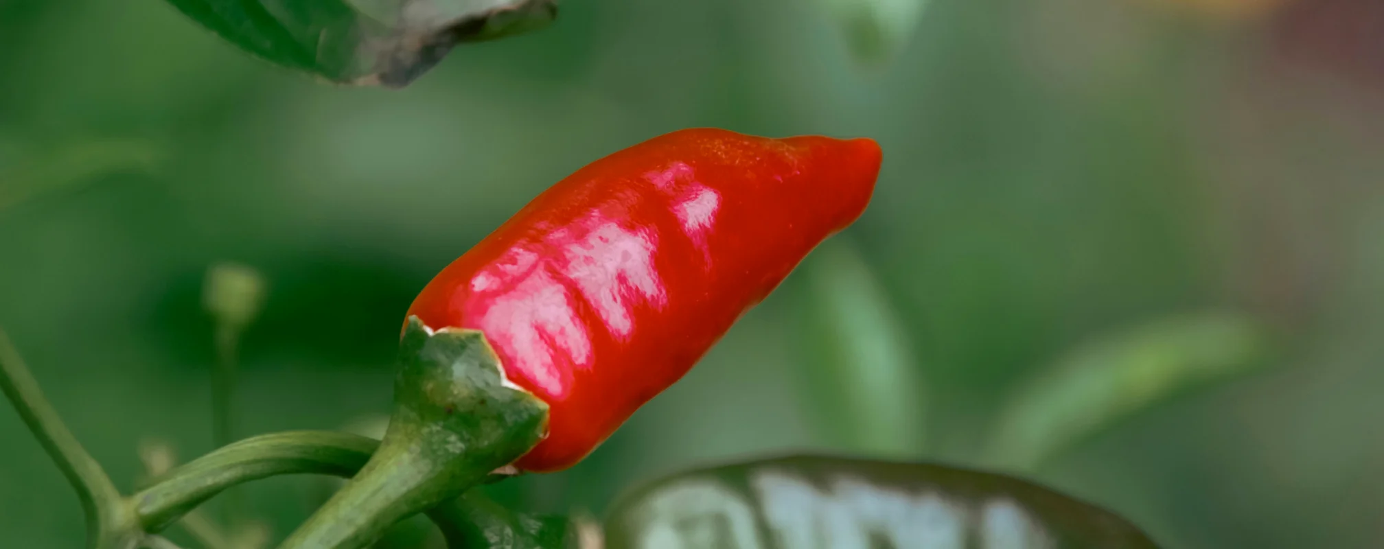 Pepper