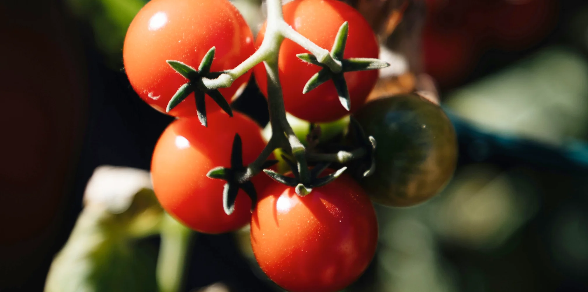 Tomato
