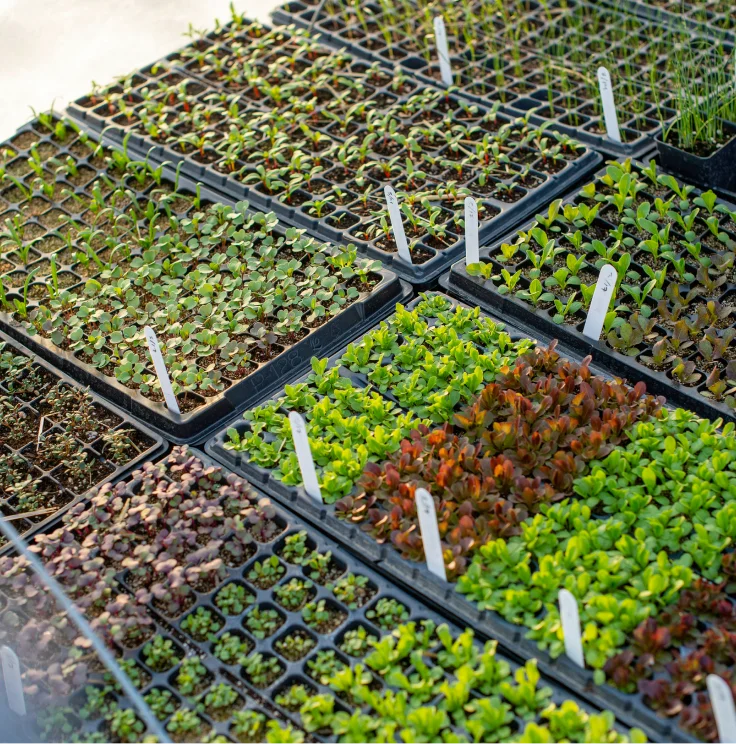 Multi-environment trials and seedlings